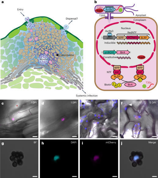 The eINTACT method for studying nuclear changes in host plant cells targeted by bacterial effectors in native infection contexts - Nature Protocols sco.lt/78rkkS
