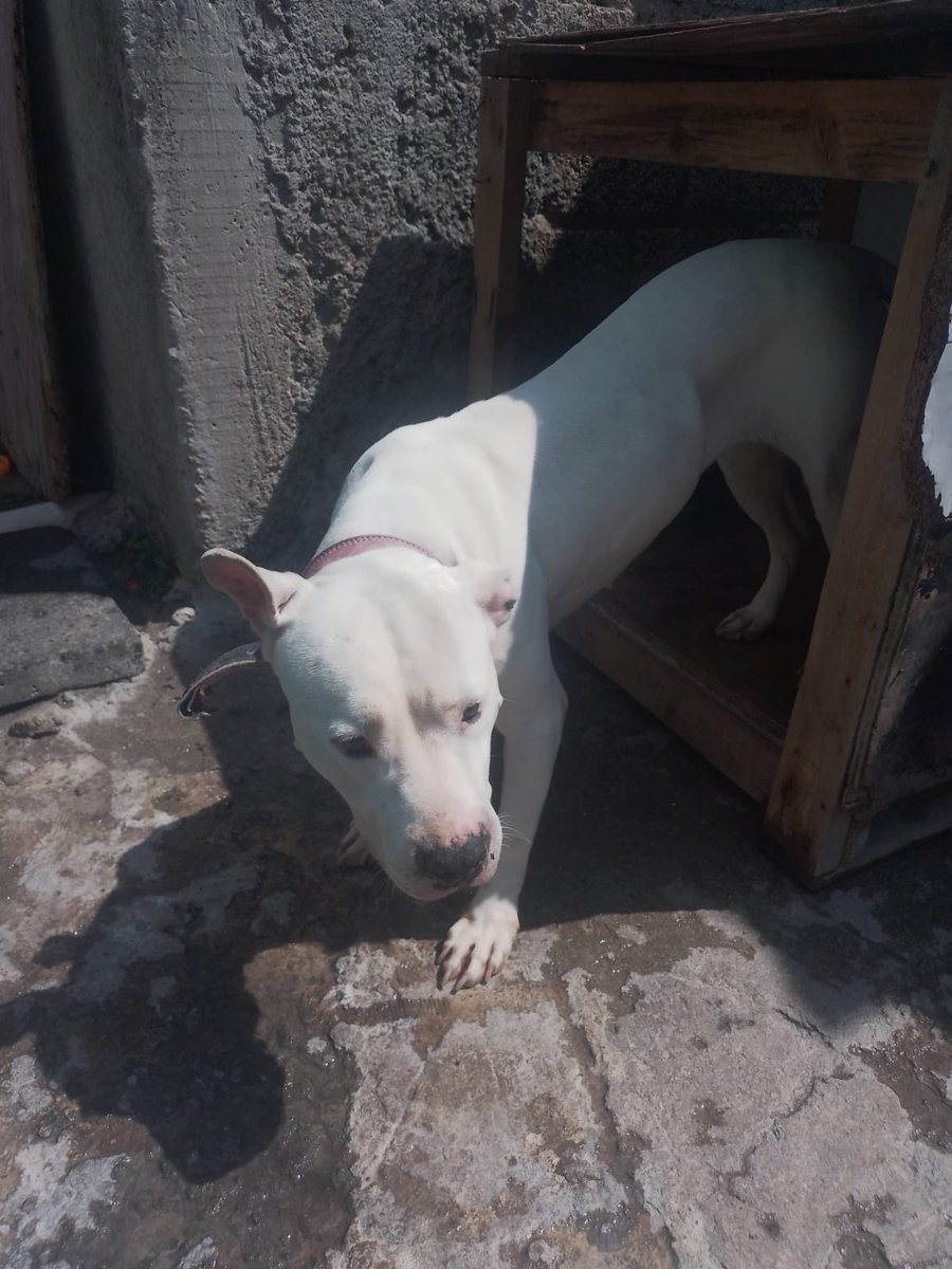 Amigos nos piden ayuda para esa perrita,la tienen descuidada y metida todo el tiempo en esa caja de madera,solo la sacaron para tomarle la foto🥺
Tiene 3 años,no tiene vacunas.
Se encuentra en Cdmx 
Nosotros podemos esterilizarla y trasladarla a dónde la puedan recibir.