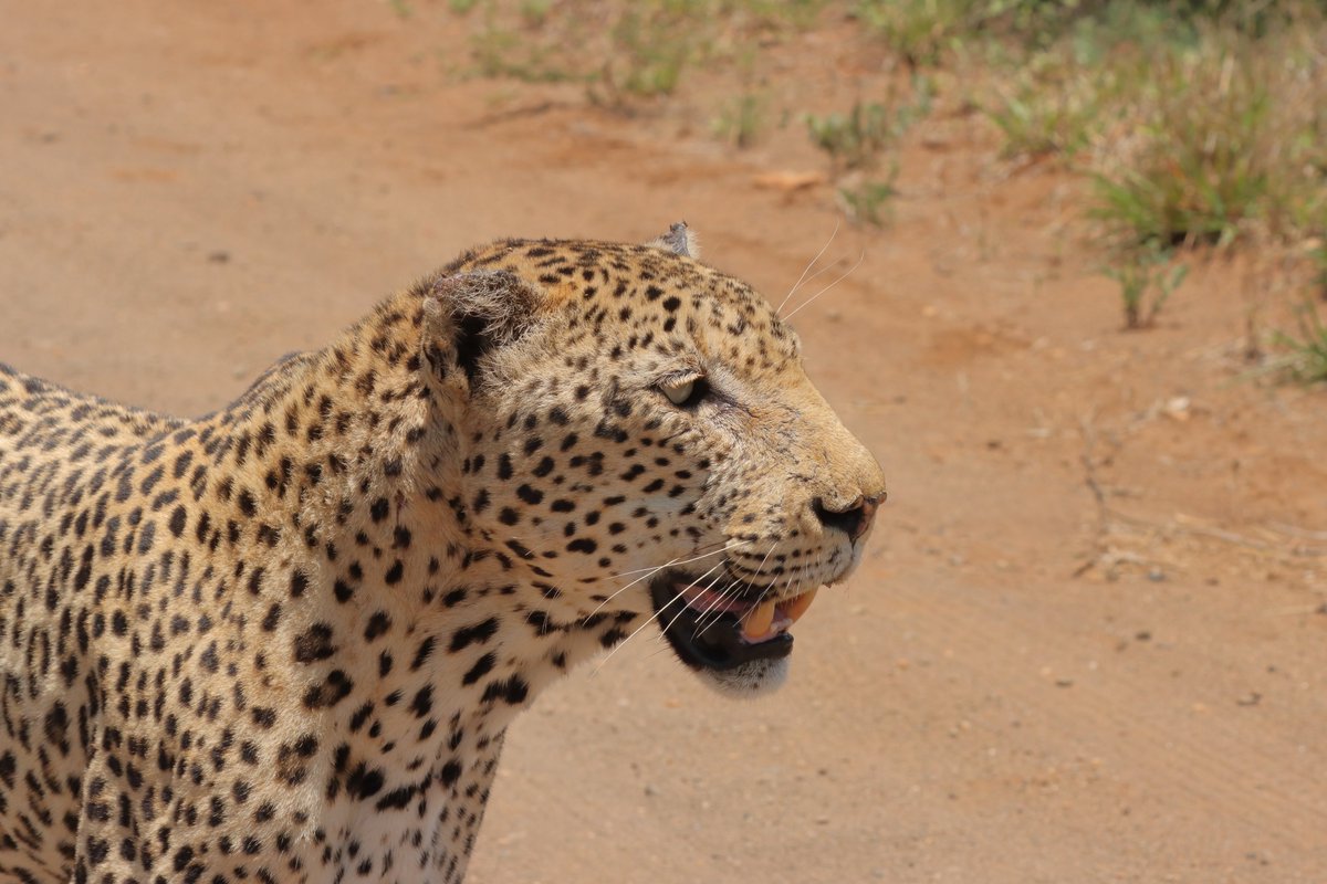 Tony Johnstone tweet media