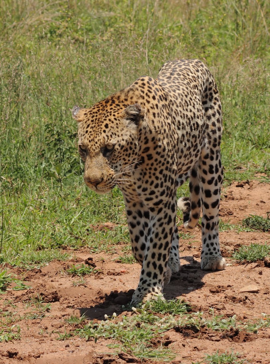 Tony Johnstone tweet media