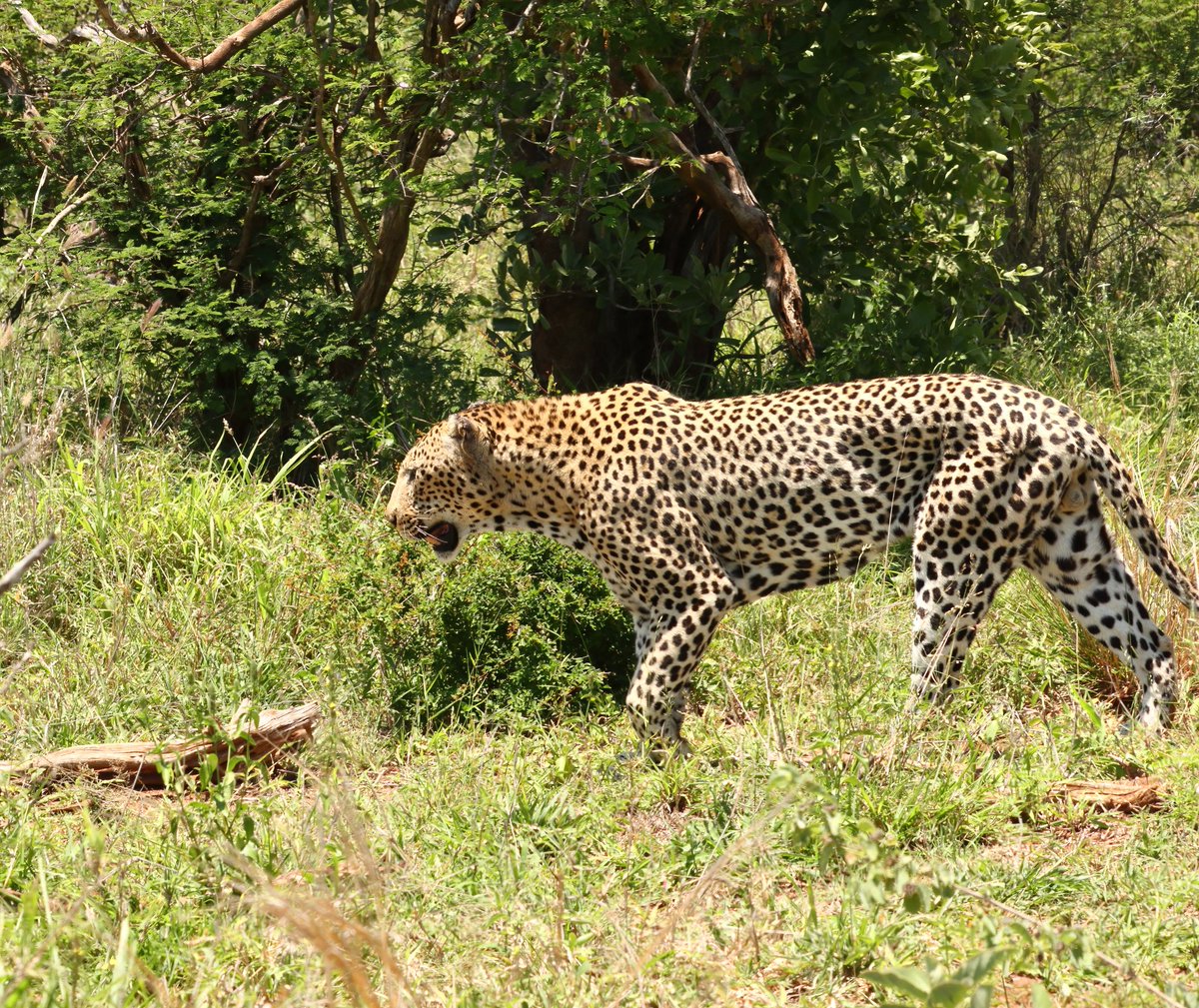 Tony Johnstone tweet media