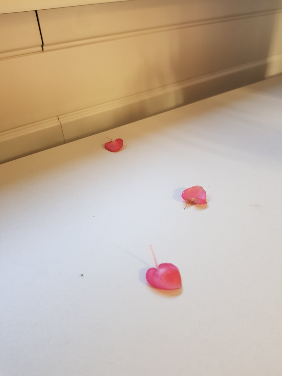 Toller Bürotag. 2x Geschenke. Ich hatte einen Vortrag über Resilienz gehalten - insbesondere unter dem Aspekt von Akzeptanz und Selbstakzeptanz - und hab en tolles Dankeschön von den Kolleg*innen bekommen. Und meine Zimmerbegonie verschenkt Herzen.