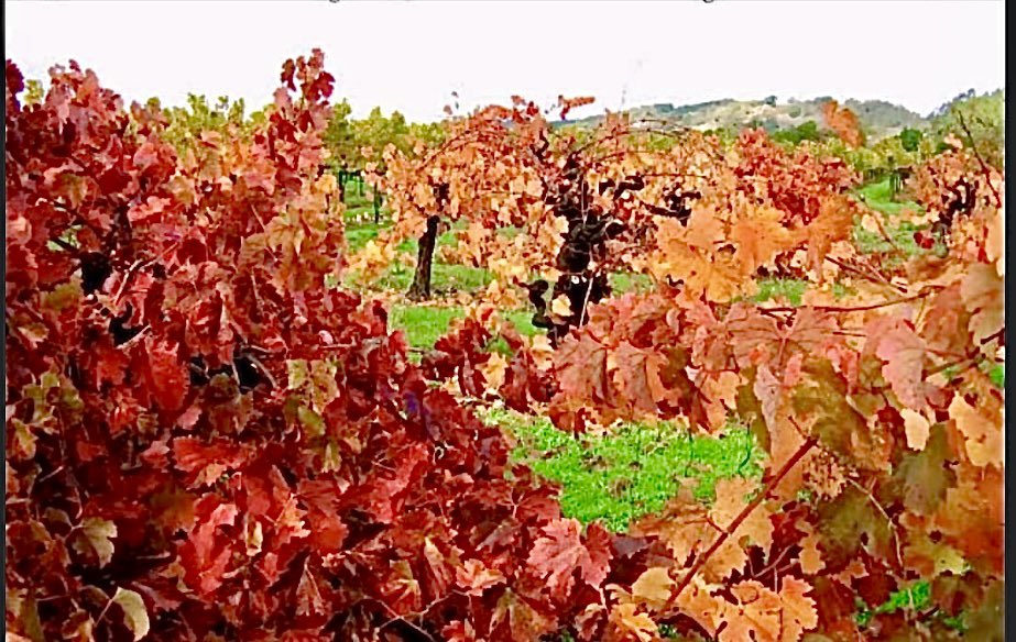 fond memories fantastic 
fall colors-grapevines Sonoma County, CA

#HaikuChallenge (optional) @Bleu_Owl  #MyPhoto #haiku #photography #grapevines 
#SonomaCounty #California
#copyrightArtsySF