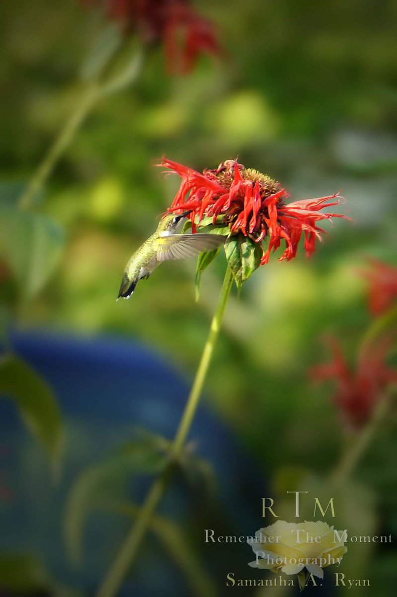 RTMomentPhotos's tweet photo. Today's #MatchThisColor is #redphotography ๐ด
Show others some love in the comments!
#dailychallange #colorphotography #photography #photographer #photo #themedphotography
YOUR PHOTO ONLY NO NUDITY NO LINKS https://t.co/uxMjt5TYfl