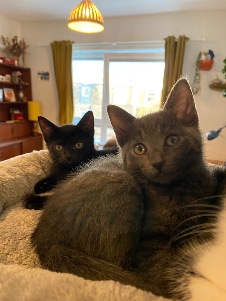 LDNCityKitties's tweet photo. Ted &amp; Hero, Dorien &amp; Jordie, Beau &amp; Sweets are sweet kittens looking for their forever homes. Find out more about them here: https://t.co/BmjyS6VWuK https://t.co/rkuXyYGNiI