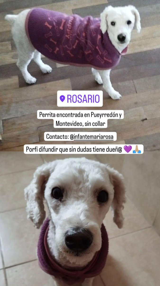 ⚠️ROSARIO -- Mis papás se encontraron a esta perrita por la zona del Parque Independencia. Muy cuidada, limpita. Se agradece difusión 🐶💜🙏🏼