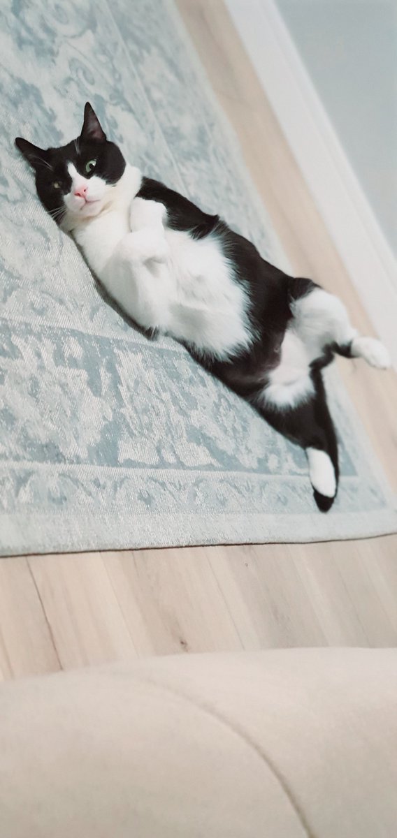 BlackWhite7134's tweet image. Alın size #BoyChallenge 😹🐱
#Pitır