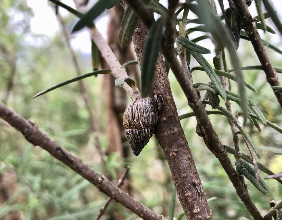 Galápagos Conservancy tweet media