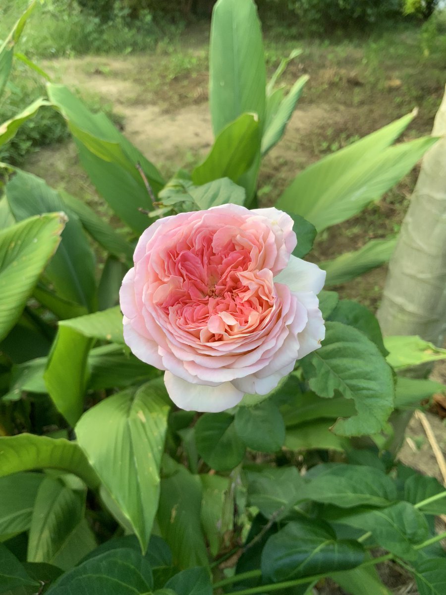 C H A D A 77 tweet media