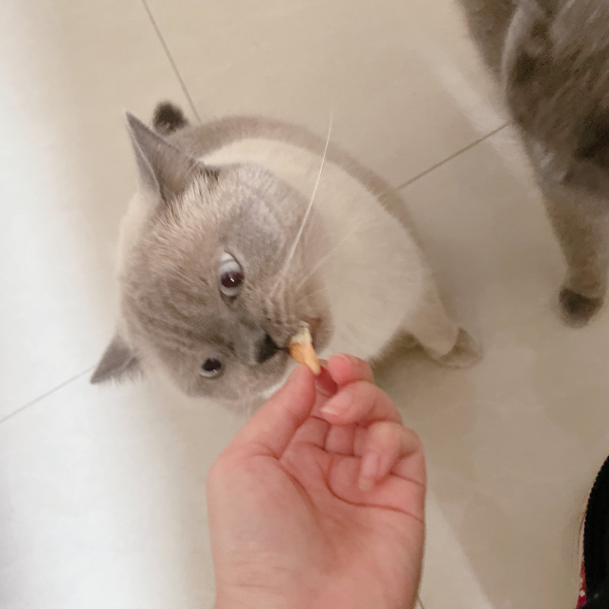 我不吹，D201的口感真的不输猫山王，就是肉确实比较小，不过核也很小 https://t.co/dQlcKe3go9