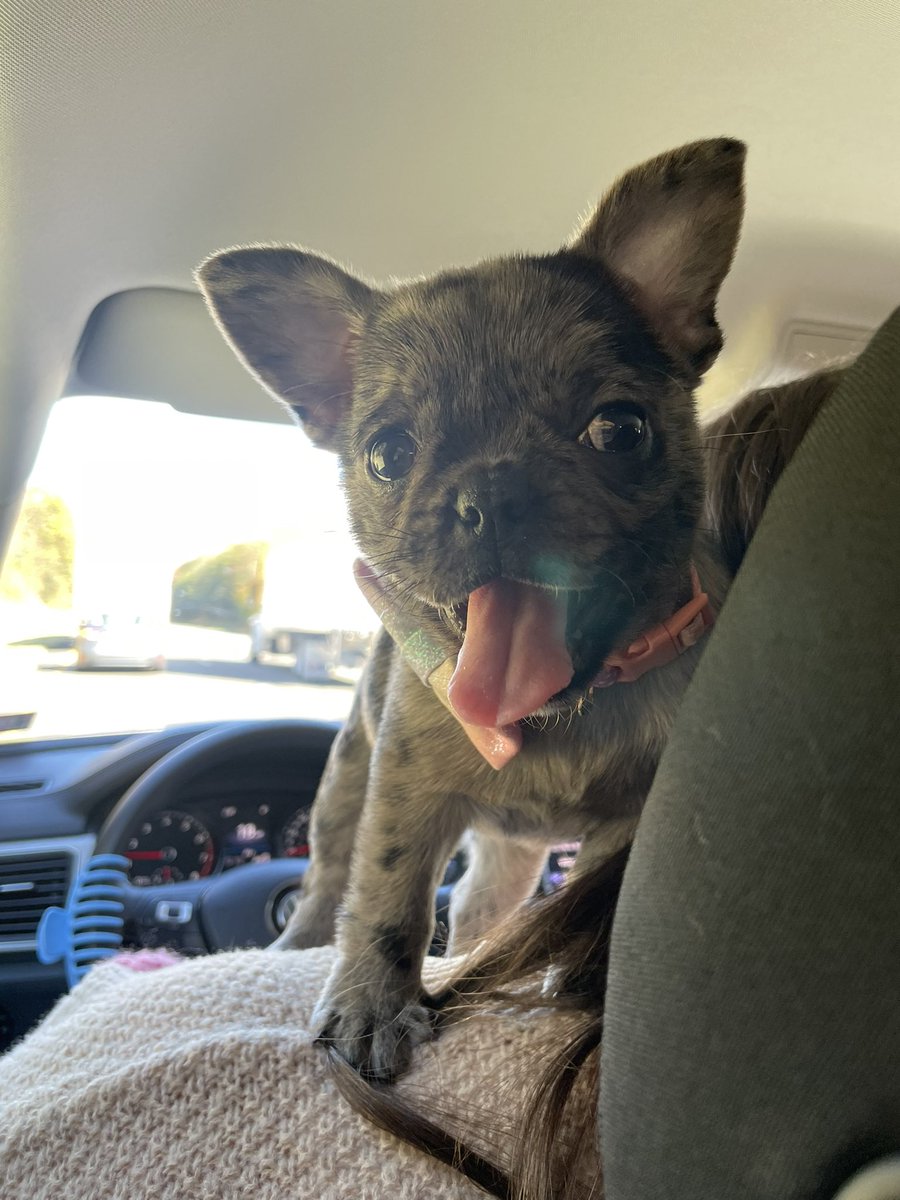 amygrxceee's tweet photo. @lowkyric Okay but a FRUG 😭😍 https://t.co/KSu0RsLUwk