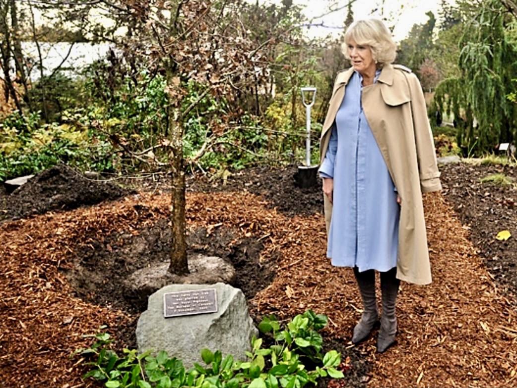 7 Nov 2009, Vancouver, BC: Camilla, Duchess of Cornwall (today Queen Camilla), toured VanDusen Botanical Garden, planting a tree & unveiling an adjacent plaque. #canadiancrown #queencamilla #vancouver @VanDusenGdn