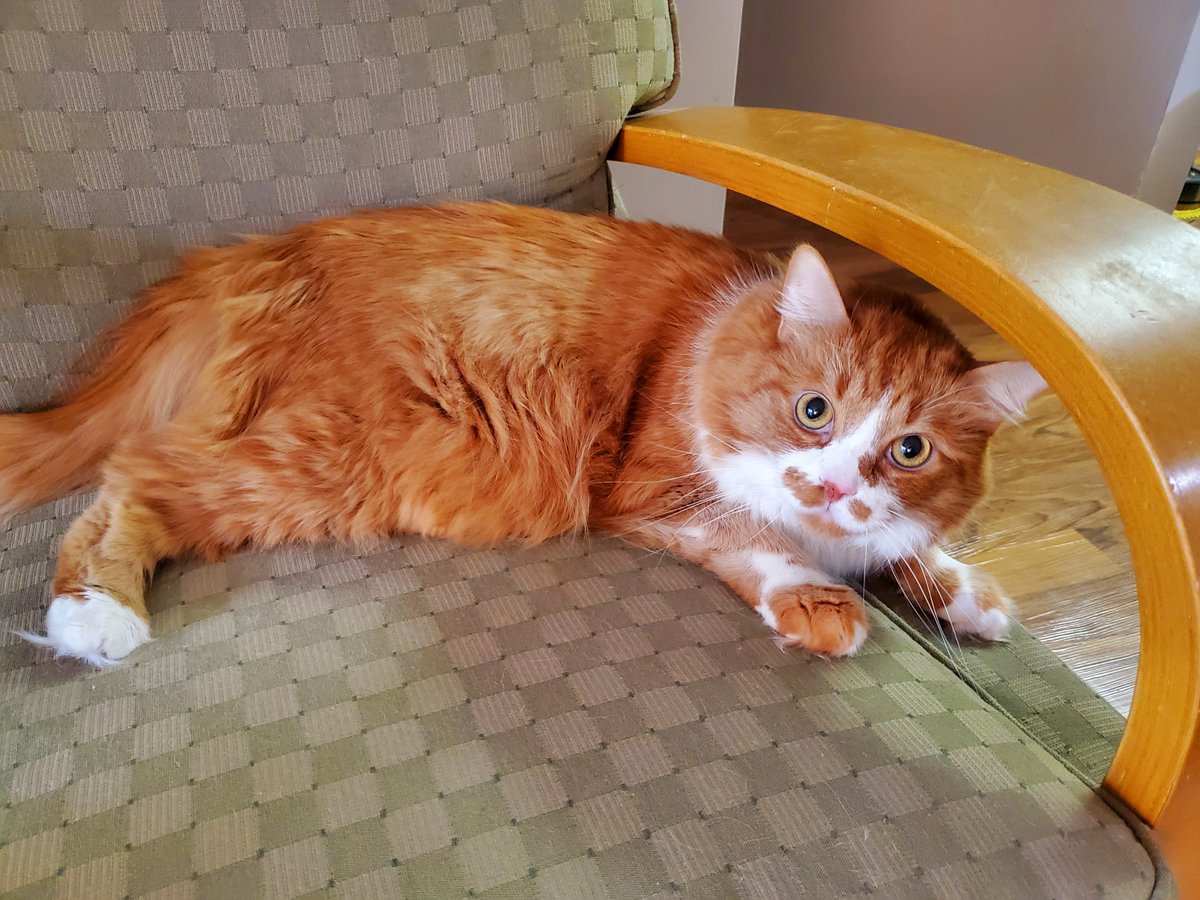 Dbwagner104's tweet image. the reason cats are no longer allowed to vote is because they all just wrote in their own names. for decades, they did this. absolute chaos. millions of cats, each earning one vote. plus, they'd get ink all over their paws. a mess.

this stuff is in books, people.