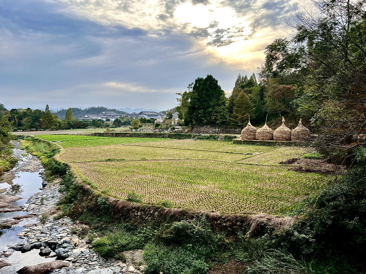 T_shu025's tweet photo. 国清寺的稻田 https://t.co/9ujljLDZCV