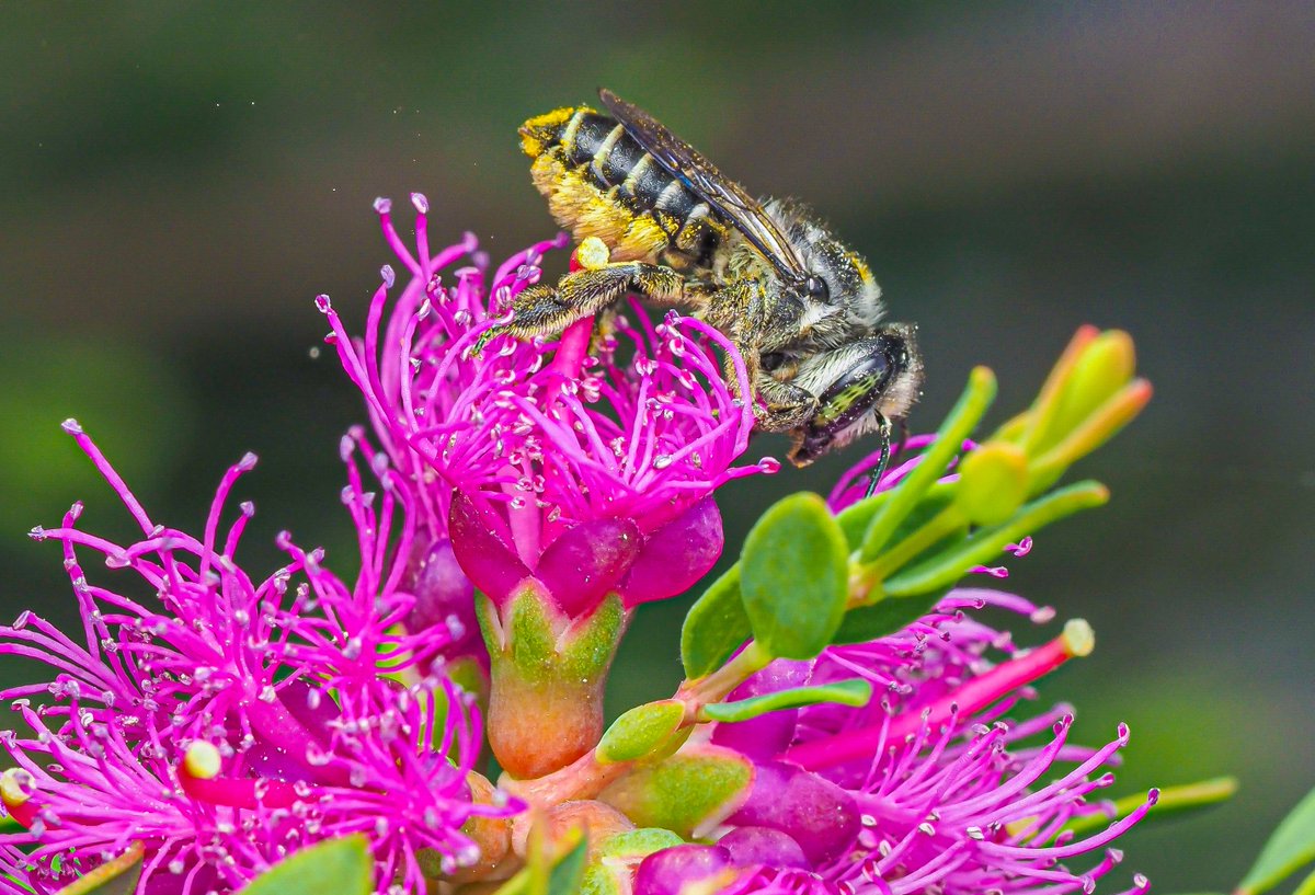 PollinatorWeek tweet picture