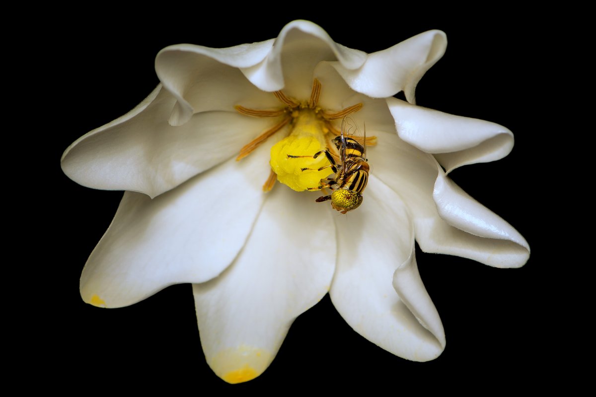 PollinatorWeek tweet picture