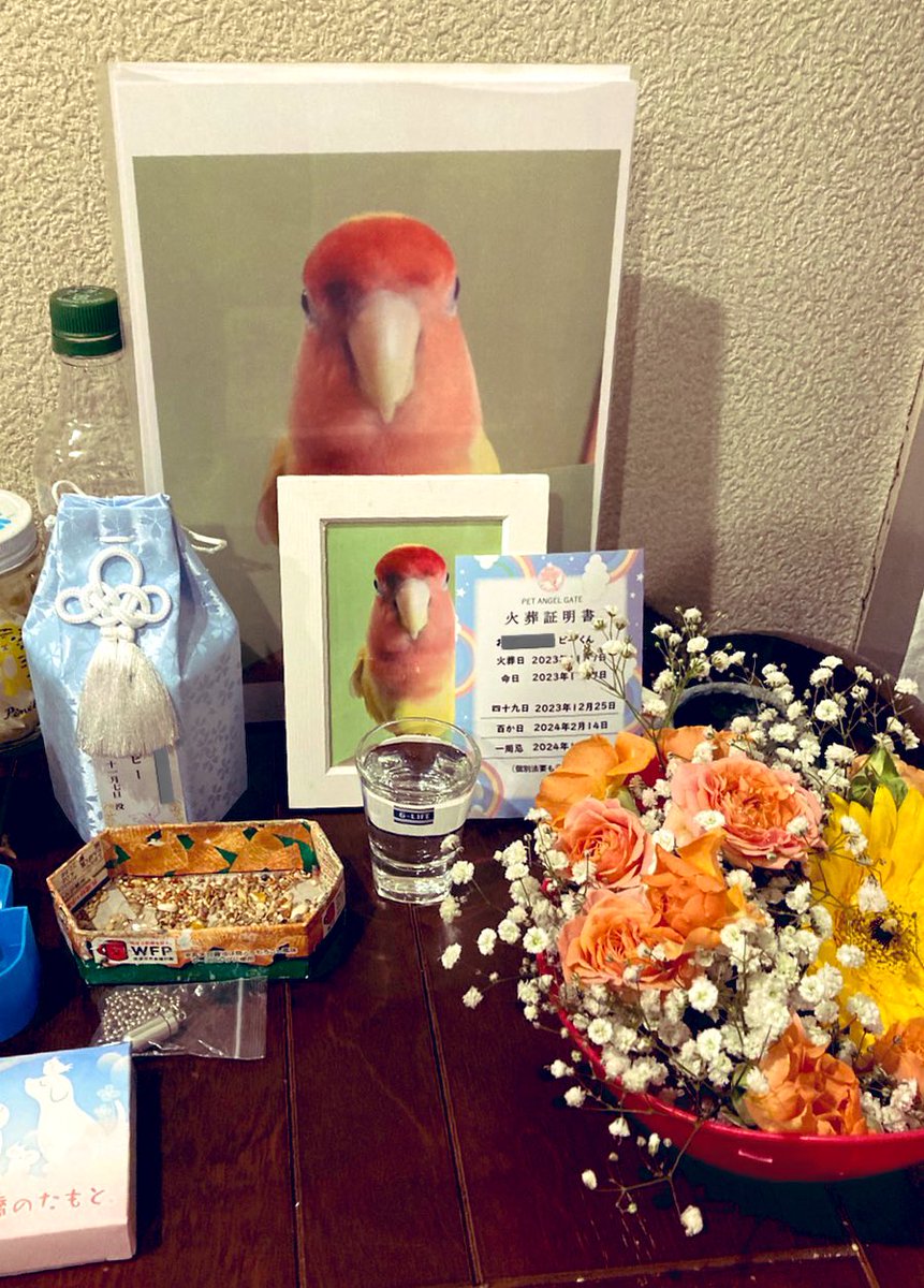 コメントやいいねしてくれた方有難う御座います🙏
昨日、火葬が終わり自宅に戻ってからピーちゃんの居場所に祭壇を作りました。21年間朝の鳴き声で私は起きていたのでピーちゃんの鳴き声がしないのが一番辛いです。
でもずっと泣いてるとピーちゃん本人も悲しんでしまうよね🐤