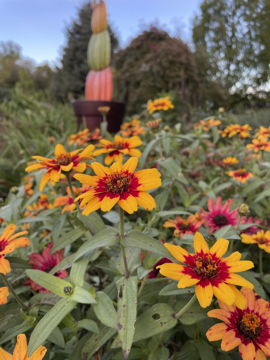 tracy_woods_'s tweet image. My profusion bicolor zinnias really peaked in October. Started from seed. Must remember these for next year.  #zinnias #zinniasofinstagram #profusion  #bicolor #flowers #autumnvibes #october #gardens #fallcolors #fallvibes  #blooms #virginia