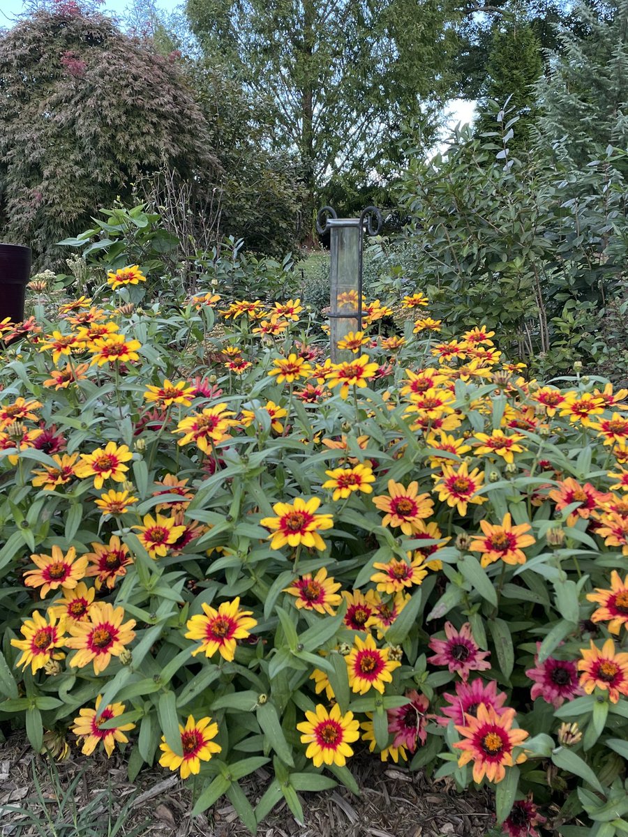 tracy_woods_'s tweet image. My profusion bicolor zinnias really peaked in October. Started from seed. Must remember these for next year.  #zinnias #zinniasofinstagram #profusion  #bicolor #flowers #autumnvibes #october #gardens #fallcolors #fallvibes  #blooms #virginia