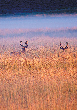 Many of our visitors this time of year are here to hunt. Our community welcomes you! 🦌🏹

🗺️ 🧭 🎒 When you get here, please stop by our local Public Lands Center, and our Colorado Parks &amp; Wildlife Montrose Office for hunting information.
