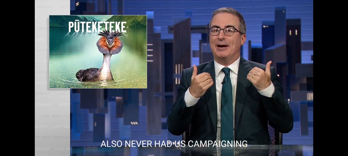 Did @iamjohnoliver just rig this year's #birdoftheyear on @LastWeekTonight? All hail the Puteketeke. Our new overlords