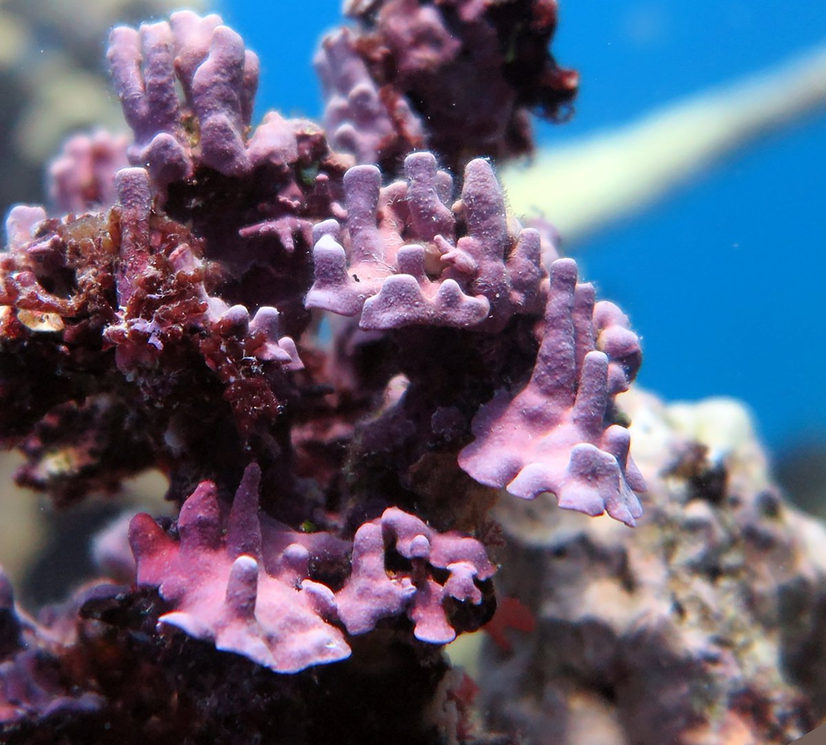 Delighted to share our new study uncovering the diversity of crustose coralline algae from the Great Barrier Reef #GBR, Coral Sea and Lord Howe Island. onlinelibrary.wiley.com/doi/full/10.11…