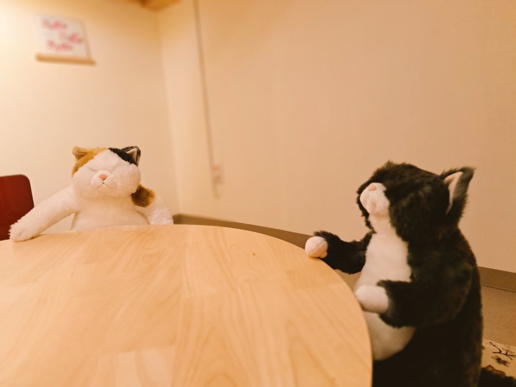 pochiho02's tweet photo. カフェに行ったら先客がおりました😌🐾 https://t.co/kQA59fphkE