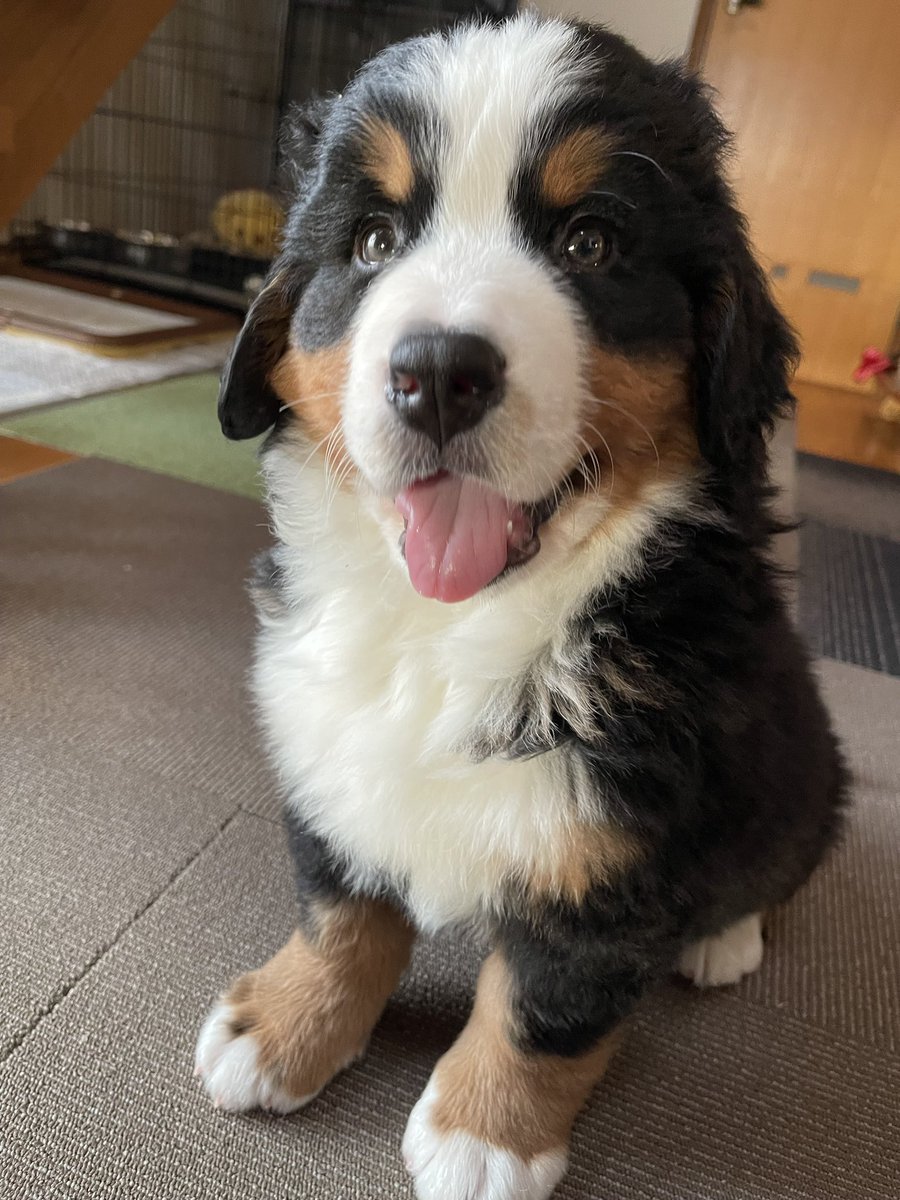 ボスちん tweet media