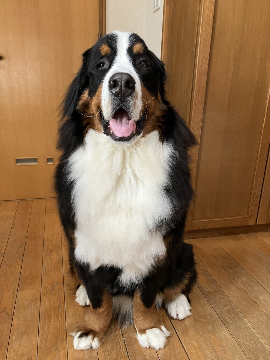 ボスちん tweet media