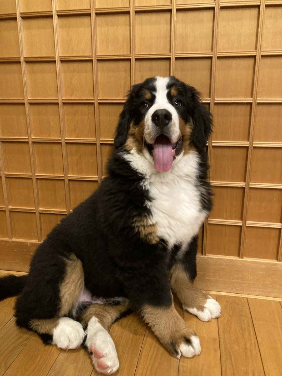 ボスちん tweet media