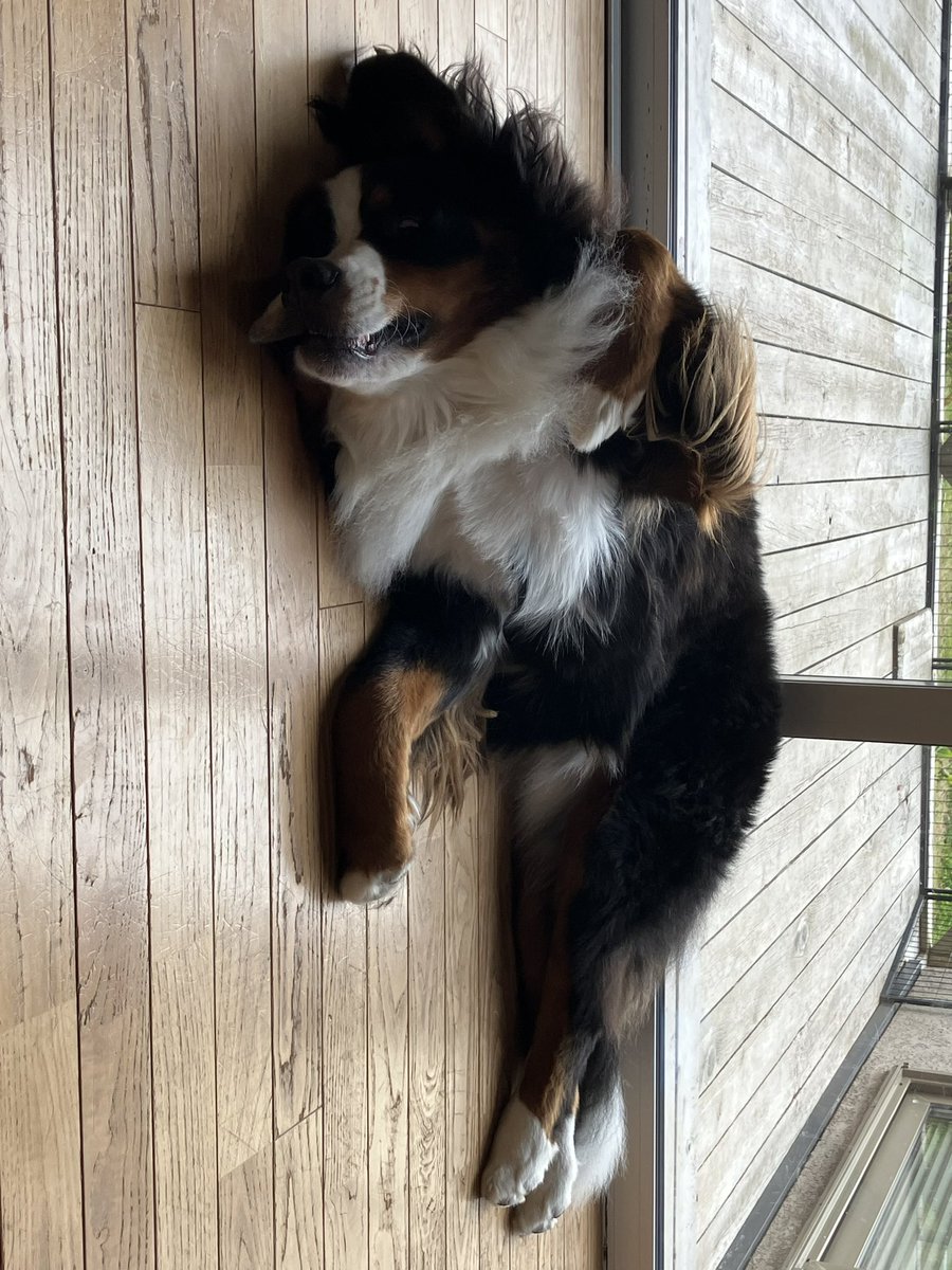 ボスちん tweet media