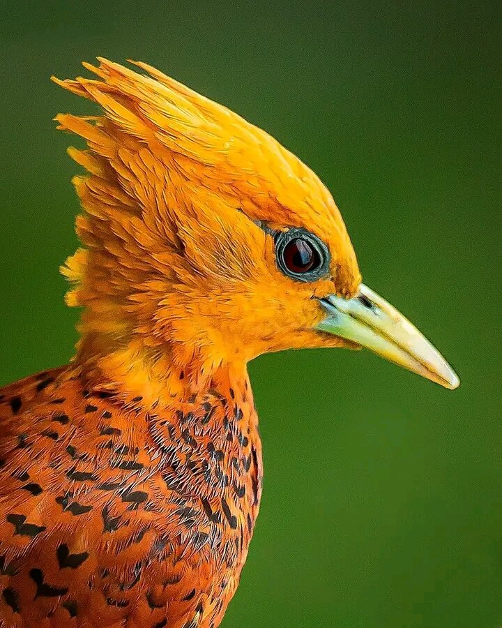 WOODPECKER

Photographer Jeffrey P Karnes photography: "A chestnut-colored woodpecker. The details around the eyes look like old-time motorcycle goggles and that amazing orange color with so many tiny details in the feathers is mesmerizing."

#nature #NaturePhotography #beautiful