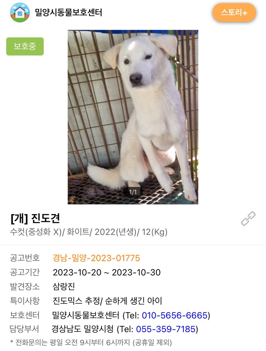 wlsltkfkdgo's tweet photo. #사지말고입양하세요
이 가래떡수제비 아깅이는 왜 뜬장에 있느뇨ㅠㅠ 세상 밖으로 나와 뜀박질 할 수 있다면 얼마나 좋을까, 귀가 얼마나 팔랑팔랑거릴까!! 궁금한 사람 입양하자

🍙 경상남도 밀양시
🍙 “순하게 생긴 아이“
🍙 한 살, 남아, 12kg(진짜 작음 한 품 쏘옥임)
🍙 공고 기한 끝났어요… https://t.co/SY9FcX52yz