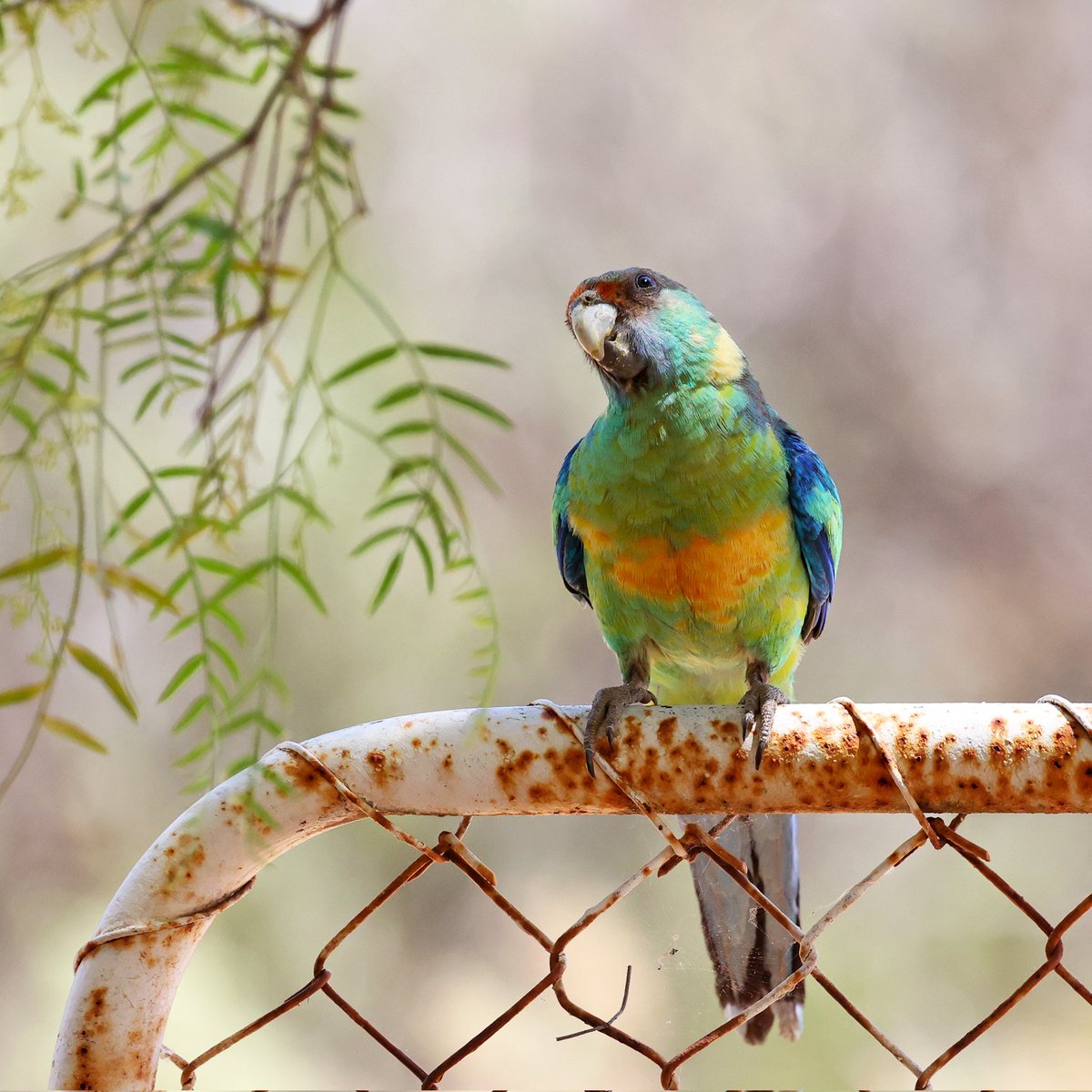 SandyHorne61's tweet photo. A mallee ringneck parrot in Bruce.
This is one of the four Australian ringneck parrot subspecies, the others being the Port Lincoln parrot, the 28 parrot and the Cloncurry parrot. https://t.co/waQ7ZdPyUC