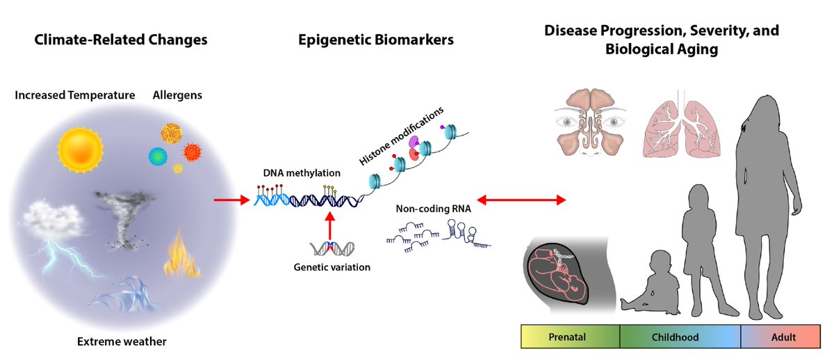 Climate change is one of the greatest threats to humanity. We provide an overview of the evidence on #epigenetic biomarkers related to climate factors and relevance to allergic disease. Grateful to <a href="/r_fadadu/">Raj Fadadu MD, MS</a> and Supinda Bunyavanich for their support.
jacionline.org/article/S0091-…