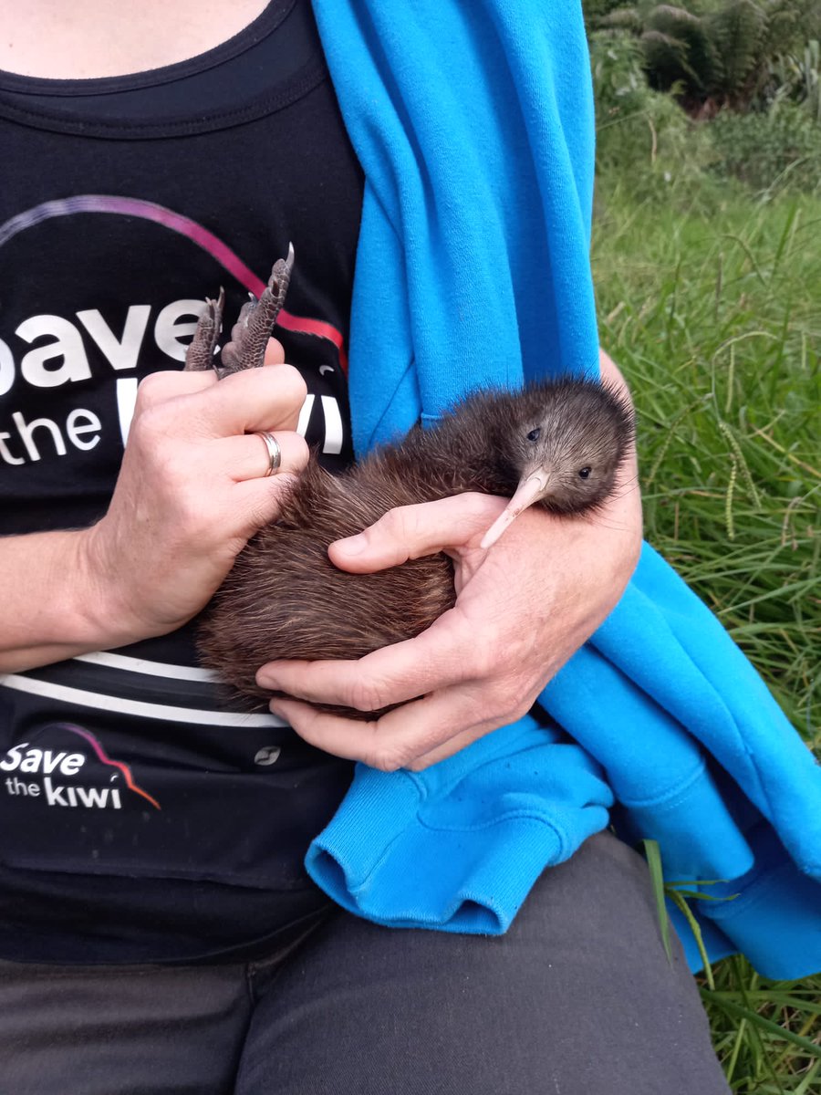 PestfreeToken's tweet photo. What a wee #cutie! π₯
No wonder #kiwi are our national icon and unofficial national emblem.
Today there are ~68,000 kiwis left, declining by 2% annually (approx. 20 killed weekly by #pests).
π·@savethekiwinz
#pestfreetoken #PFT #predatorfree2050 #savethekiwi https://t.co/awc1lH6Li5