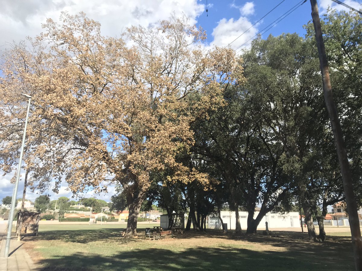 TeiaG2012's tweet photo. Sap greu quan trobes #arbres d’aquesta envergadura afectats per una #plaga que no deixa marge a la recuperació #Platypus cylindrus F. #trees #corcs https://t.co/r5LSZMuTvd