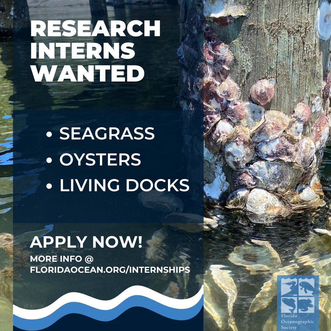 FLOceanographic's tweet photo. If you or anyone you know is interested in gaining experience through our internship program with our #ResearchDepartment, please SHARE this post and apply here ➡️ https://t.co/ahhGVoWA5k
#InternshipOpportunity #HabitatMonitoring #FieldExperience #LaboratoryExperience #ApplyNow https://t.co/aVLxMRTEXO
