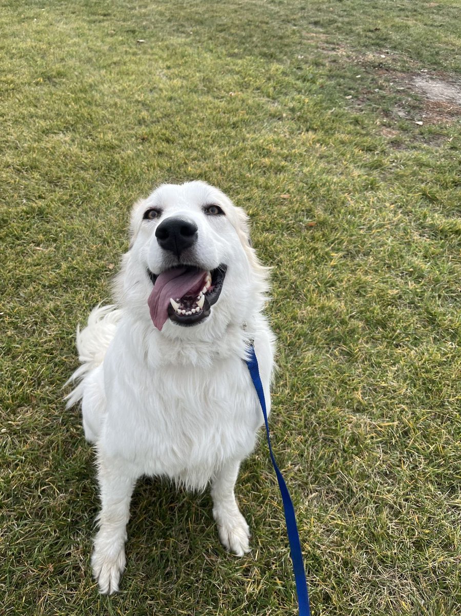 Charlie's happiness is contagious 🐶💕

#dogtraining #twp #utah #utahdogs