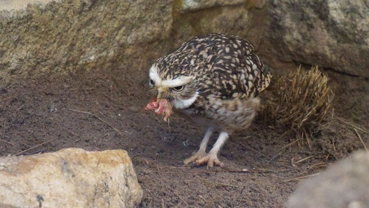 Outforia tweet media