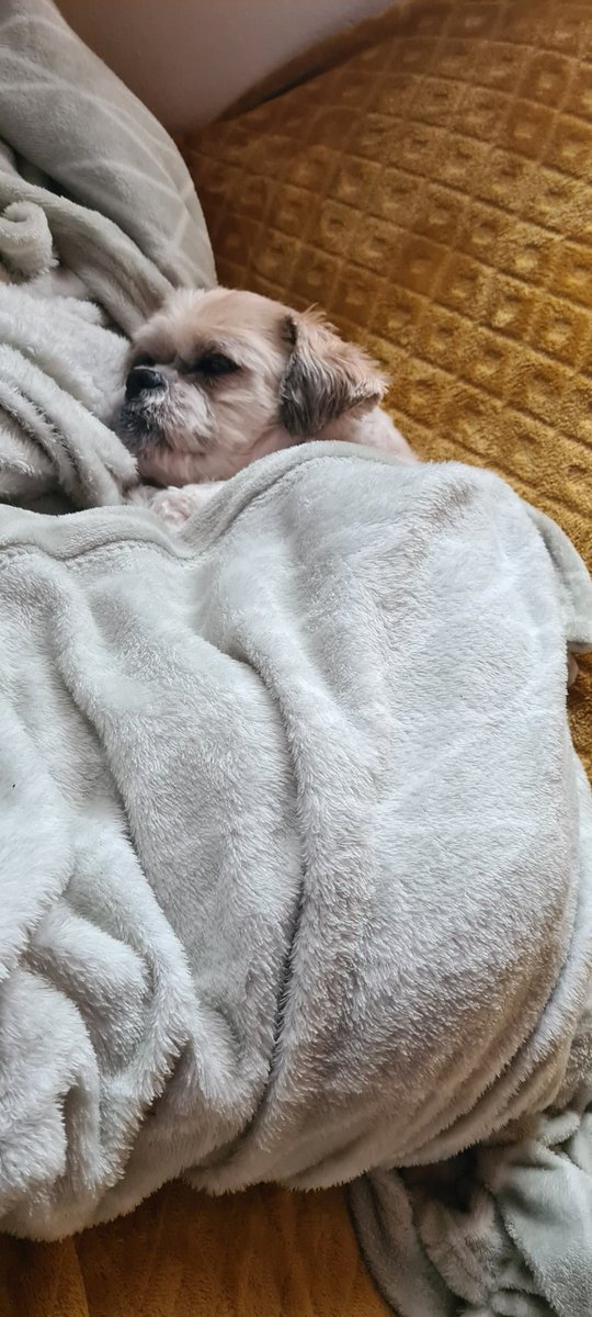 Ahhh la vie de 🐶.