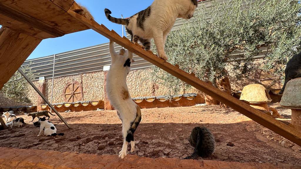 Ernesto’s Sanctuary for Syrian Cats tweet media