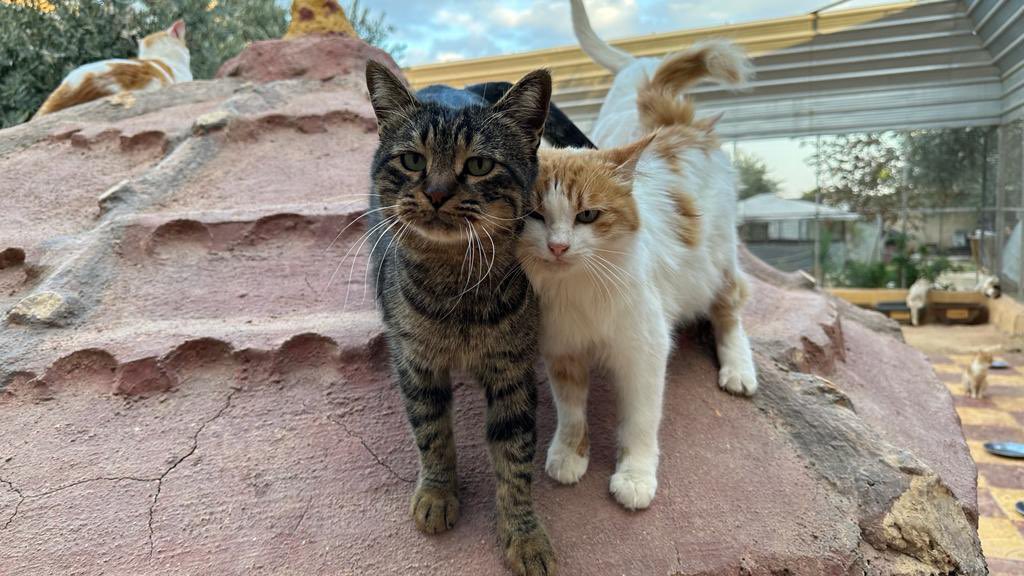 Ernesto’s Sanctuary for Syrian Cats tweet media