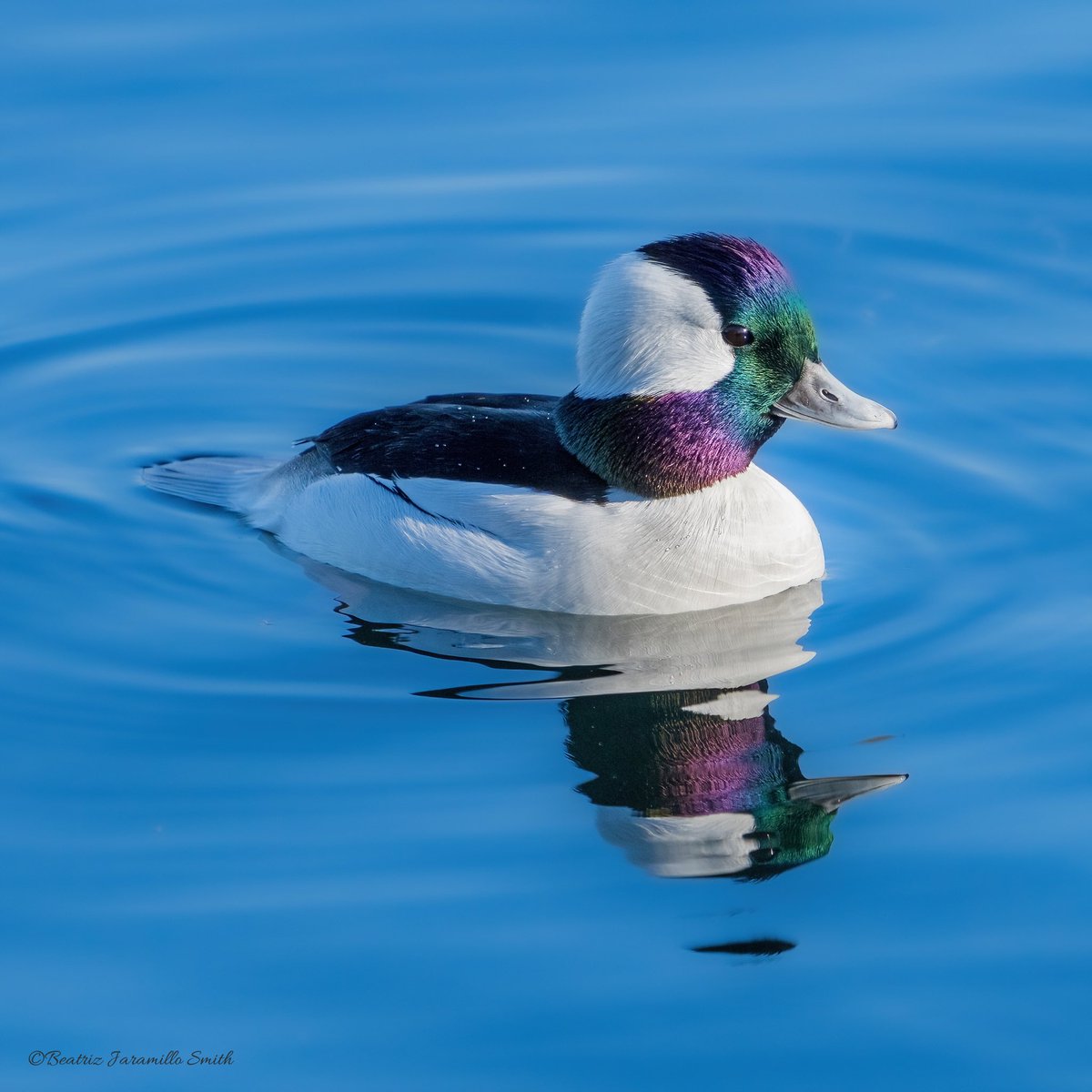 Bufflehead @CentralPark_NYC #birdcpp #fallmigration2023 #ducks #migratorybirds #birdingphotography #birdscentralpark #birdwatching #birdphotography