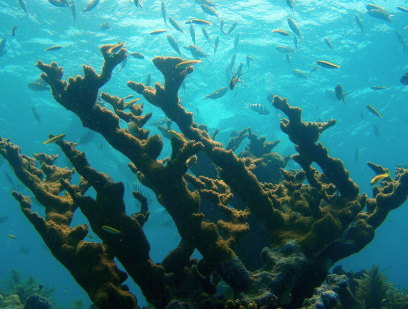 OceanCoalition's tweet photo. Known as “rainforests of the sea” coral reefs cover less than 1% of the ocean floor & support over 25% of known marine life. They house over 500 unique species within the Keys & they are at risk from things like overuse. We need @sanctuaries @FloridaKeysNMS to #SaveOurFloridaKeys https://t.co/7lkqJmVsK9
