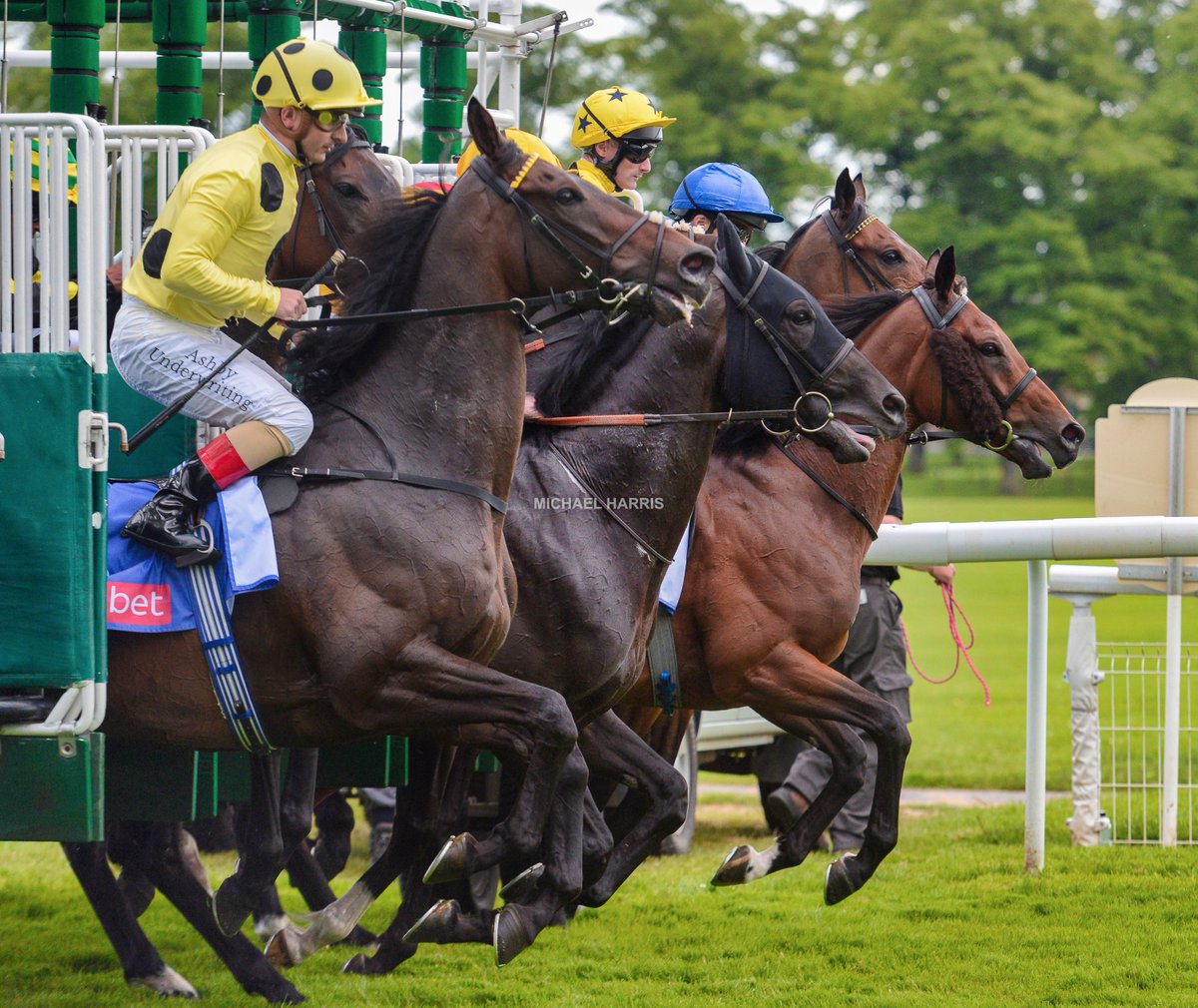 mjyharris's tweet photo. Interesting photo of horses coming out of the stalls for a race at York in June 2022. Who'd have thought that the horse nearest the camera would go on and win the Melbourne Cup the following year.
#withoutafight https://t.co/HD2QNNdx4b