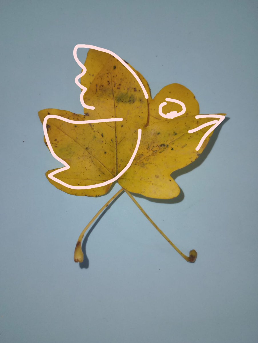 Green Underwing tweet media