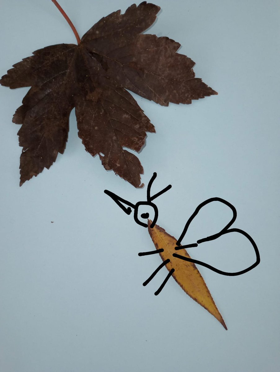 Green Underwing tweet media