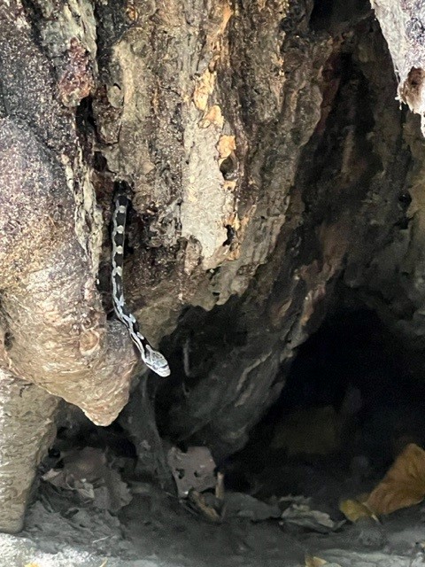 Being a land surveyor means always being observant of your surroundings... and not letting a fear of snakes get in the way of a job!