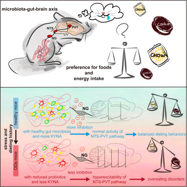 Microbiota-gut-brain axis drives overeating disorders dlvr.it/SyWywd